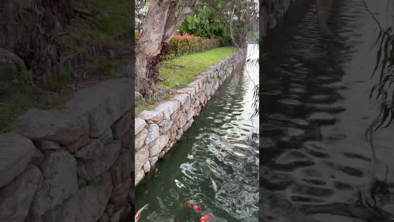 Hiroshima castle japan #japan #trending #youtubeshorts #beautiful #nature #fish # #dubai #india