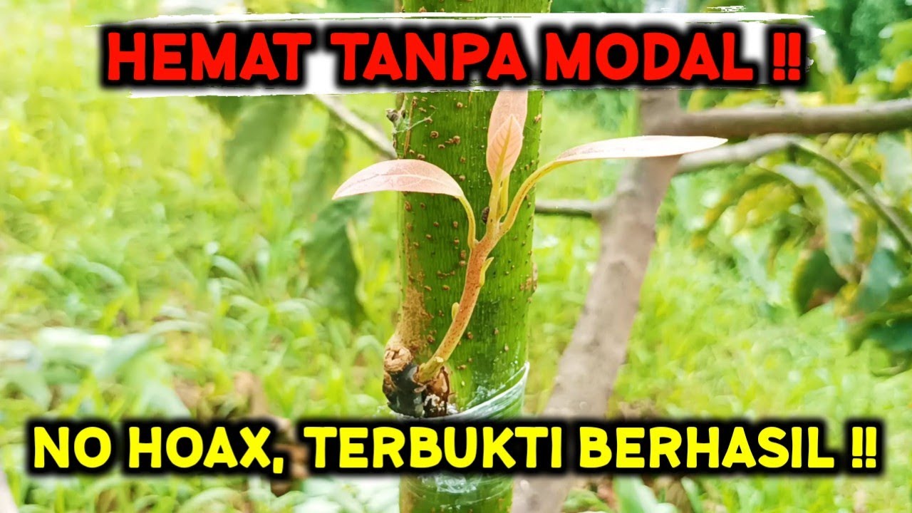 RAHASIA BERKEBUN TANPA MODAL ‼️ PUNYA 1 POHON BISA PENUH SELURUH KEBUN