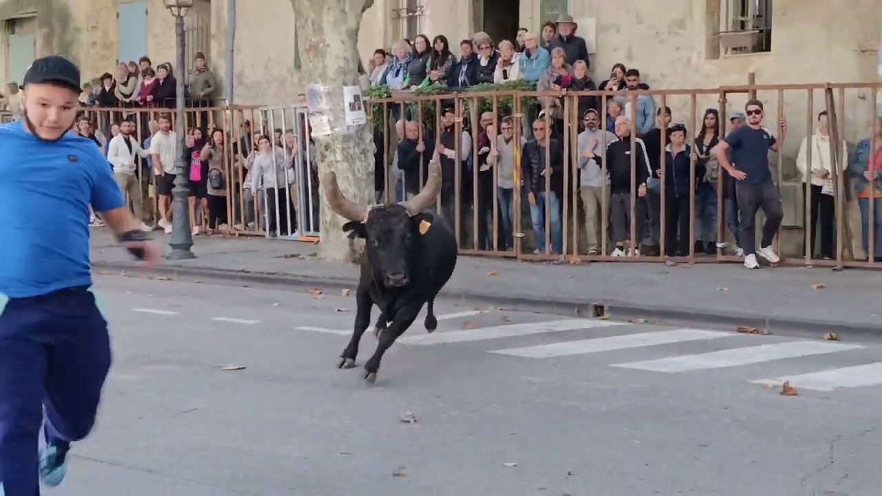 COURSE DE TAU ST REMY DE PROVENCE MANADE ROBERT H  ET FILS  LE 30 septembre 2025