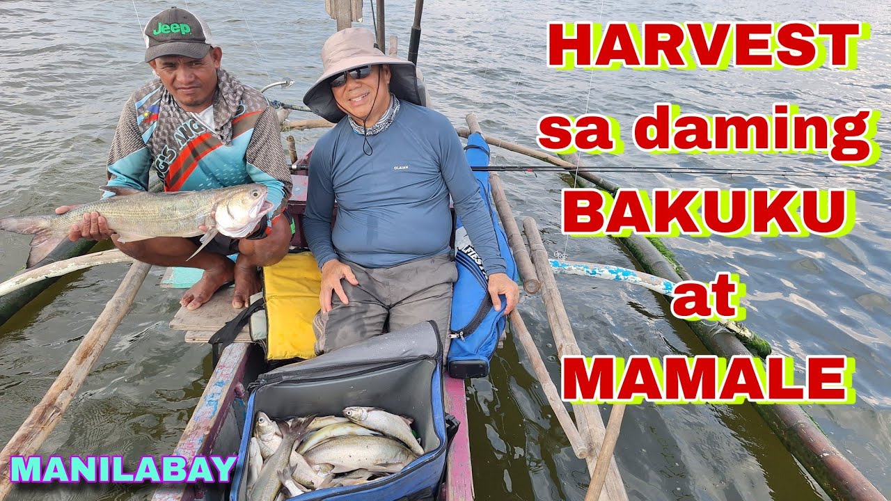 HARVEST sa daming BAKUKU at MAMALE / manilabay