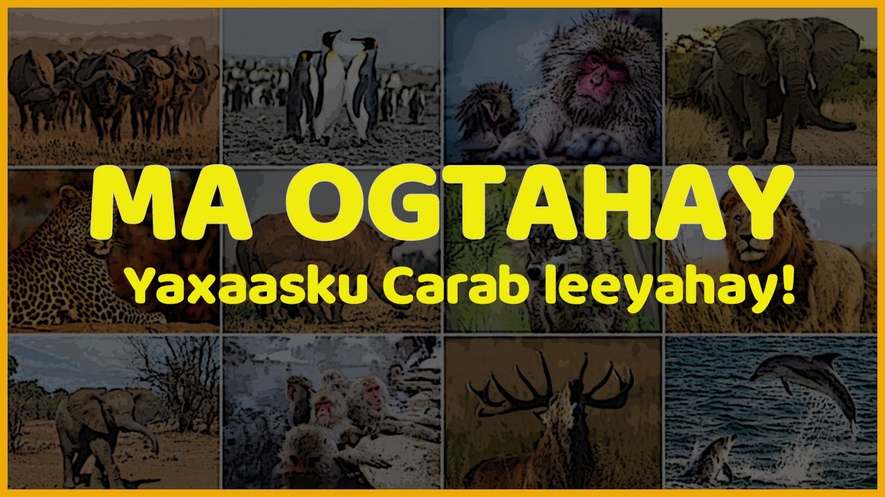 MA OGTAHAY | In Yaxaasku carab leeyahay mase ogtahay in Goronyada isheeda ka wayn tahay maskaxda
