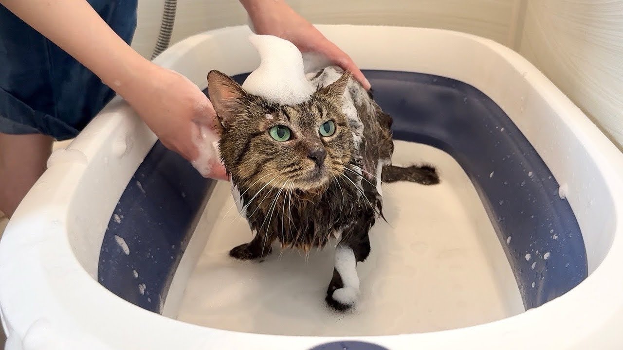 保護した猫を生まれて初めてお風呂で洗ったらこうなっちゃいました…