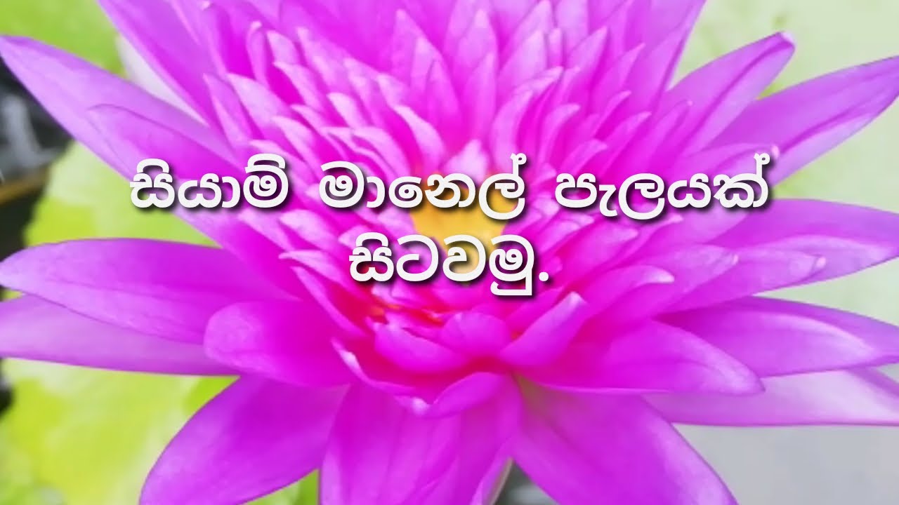 ✔සියාම් මානෙල් පැලයක් සිටවමු|How to plant a tropical waterlily|මානෙල් මල් රහස්