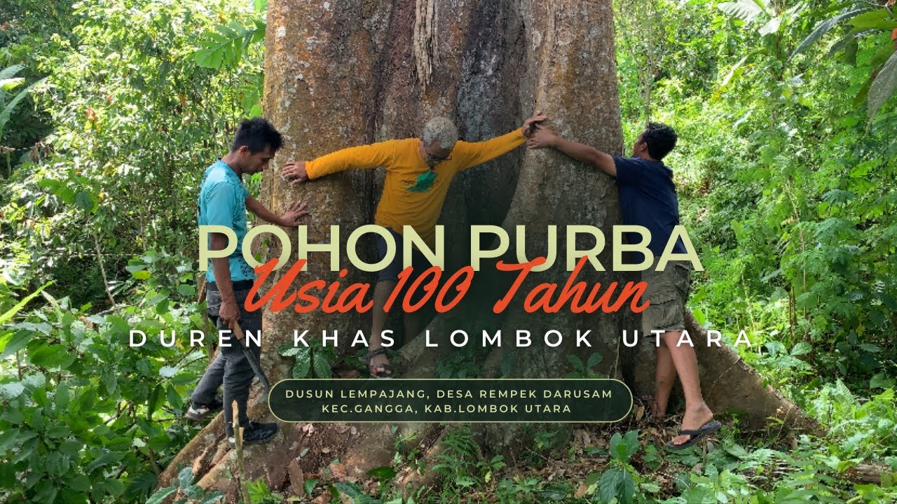 POHON DURIAN LOKAL BERUSIA LEBIH DARI 100 TAHUN DAN MENGHASILAN LEBIH DARI 1000 BUAH