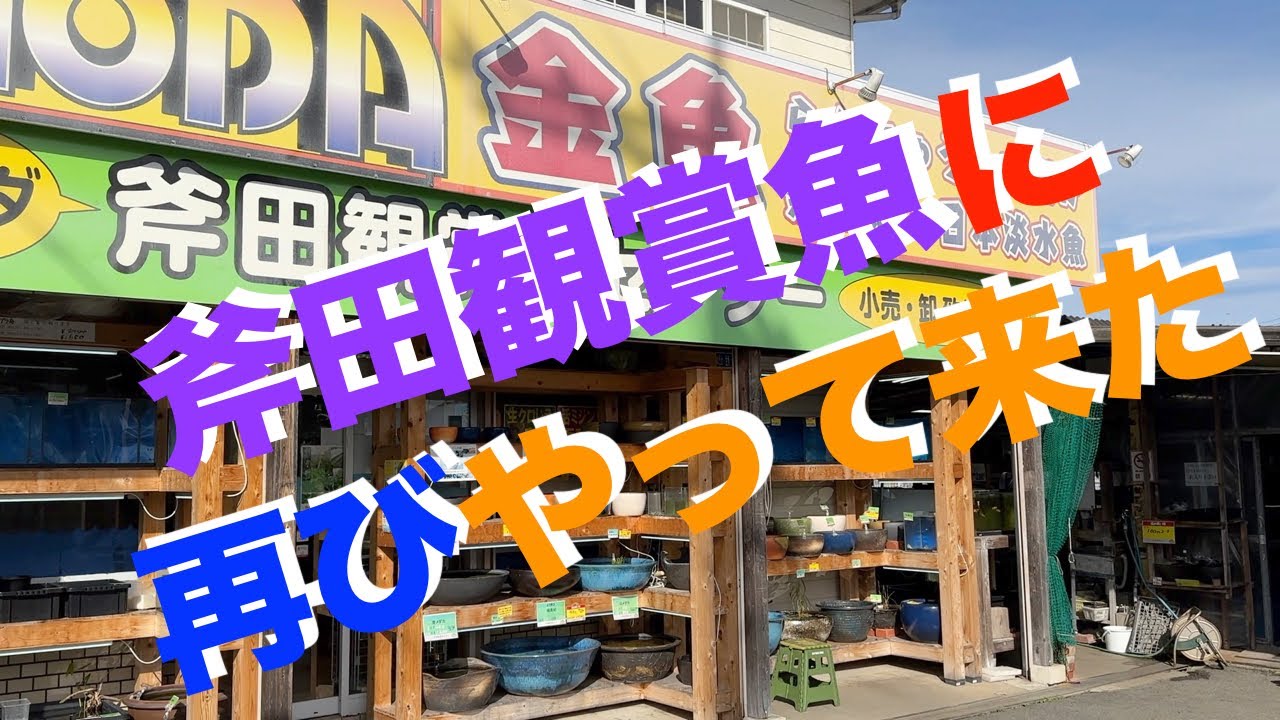 奈良県の金魚屋さん、斧田鑑賞魚センターにやってまいりました。😊
