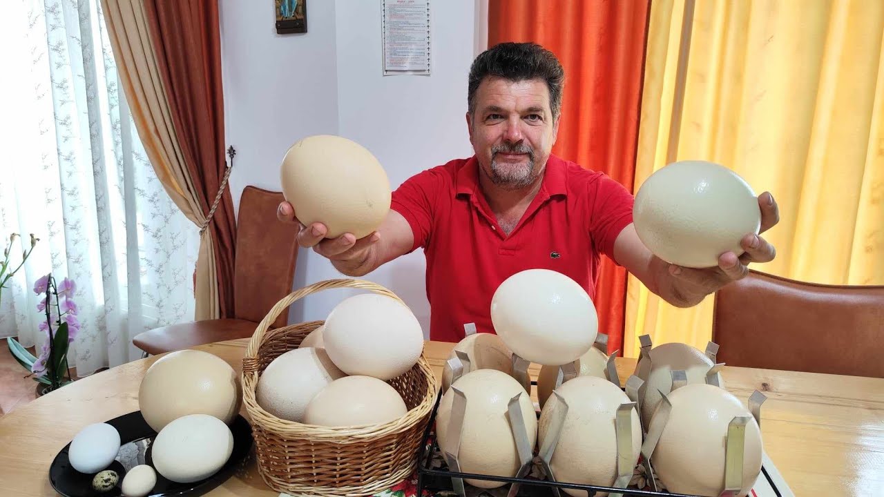 STRUȚUL EVADAT🌳OUL FĂRĂ GĂLBENUȘ 🤣OMLETĂ