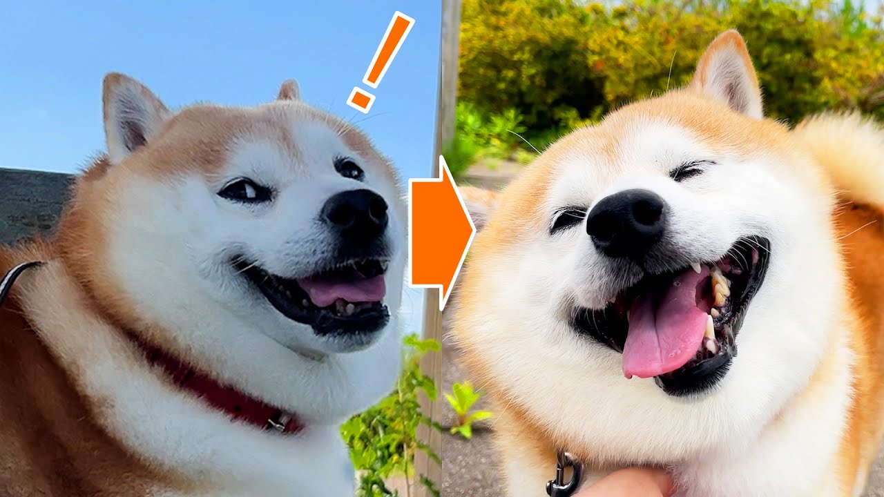While walking around the airport, Shibe is reunited with his sister who has gotten off the plane