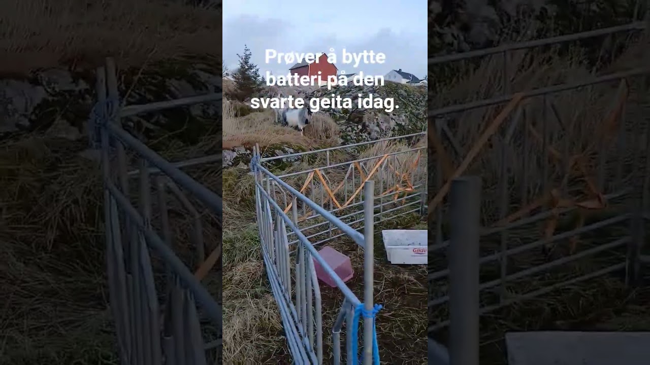 skal æ se hvor mye like æ får.