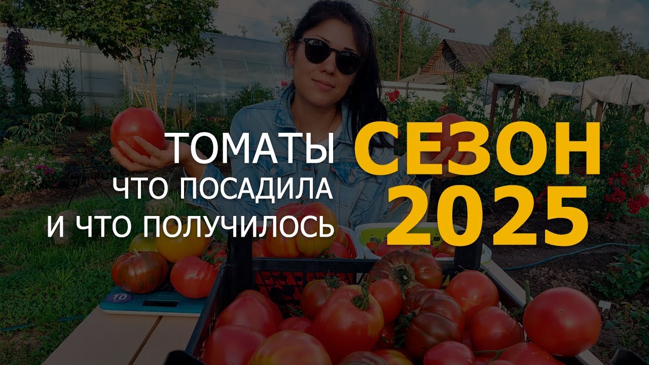 ТОМАТЫ/ЧТО ПОСАДИЛА И ЧТО ИЗ ЭТОГО ПОЛУЧИЛОСЬ :) #Ленобласть