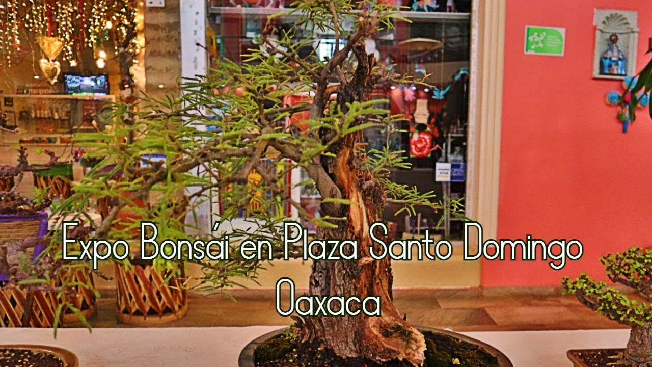 Expo Bonsái en Oaxaca México.