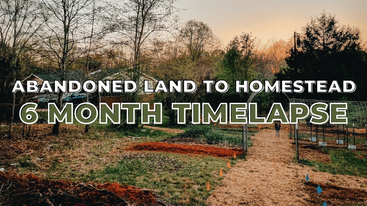 Homestead Timelapse — Первые 6 месяцев | Как мы, новички, добились этого