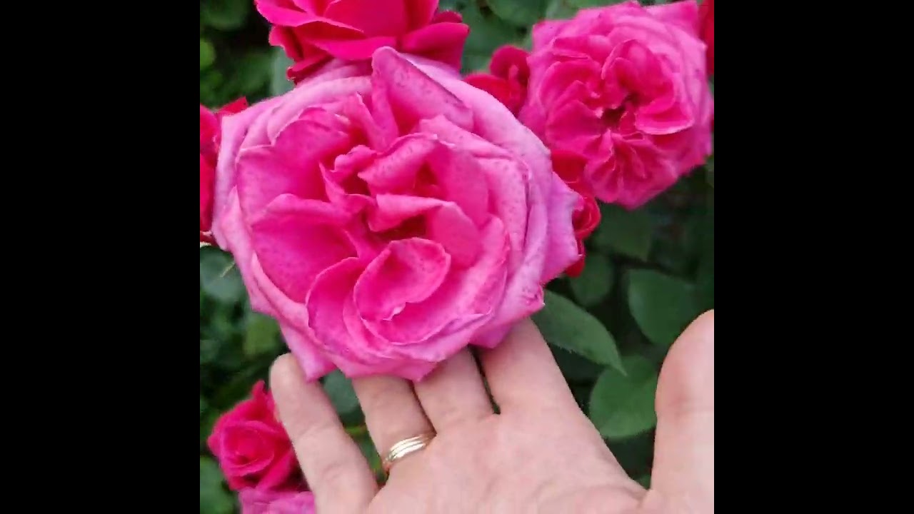 Rosa Charisma