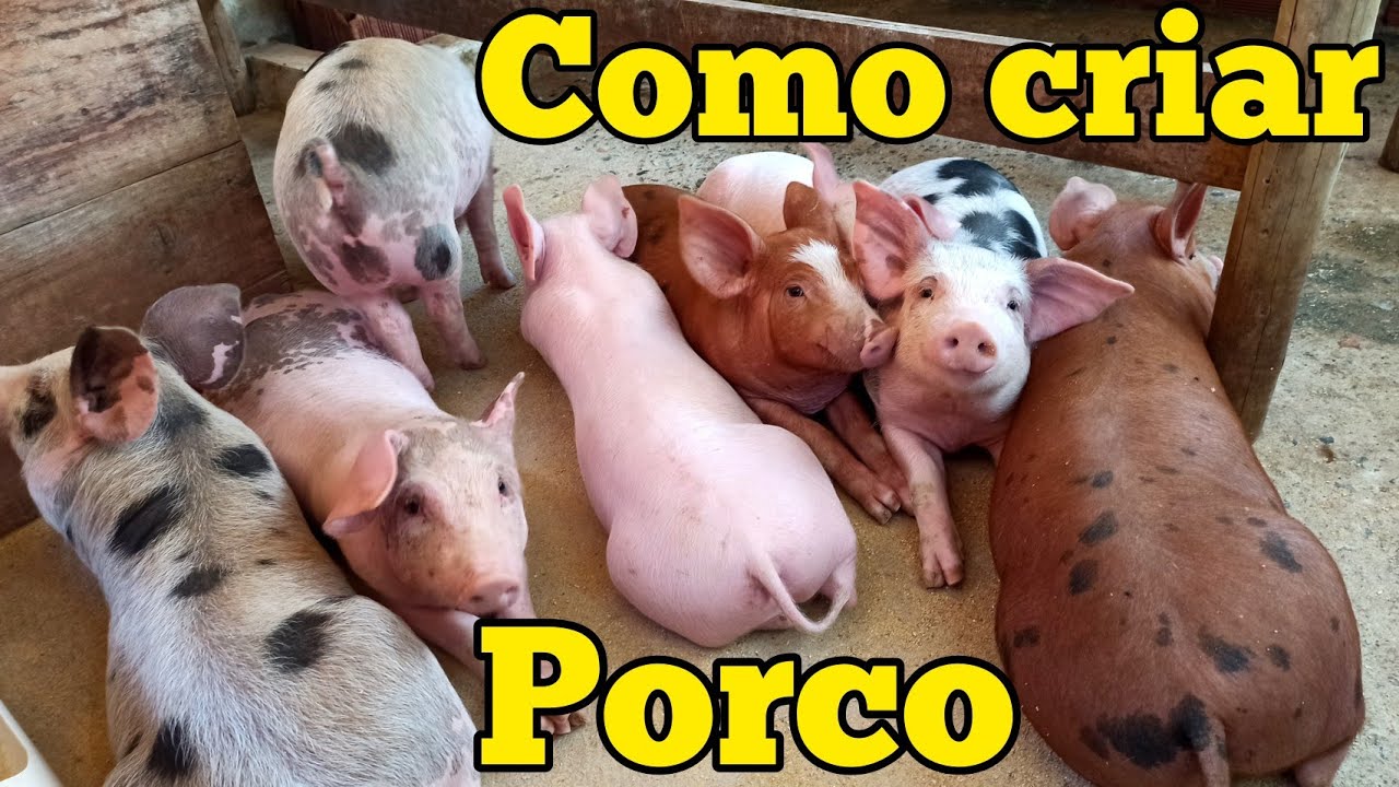 [COMO CRIAR PORCO NO SITIO] NÃO É PRECISO DE MUITA ESTRUTURA PARA TER SUCESSO  NA CRIAÇÃO