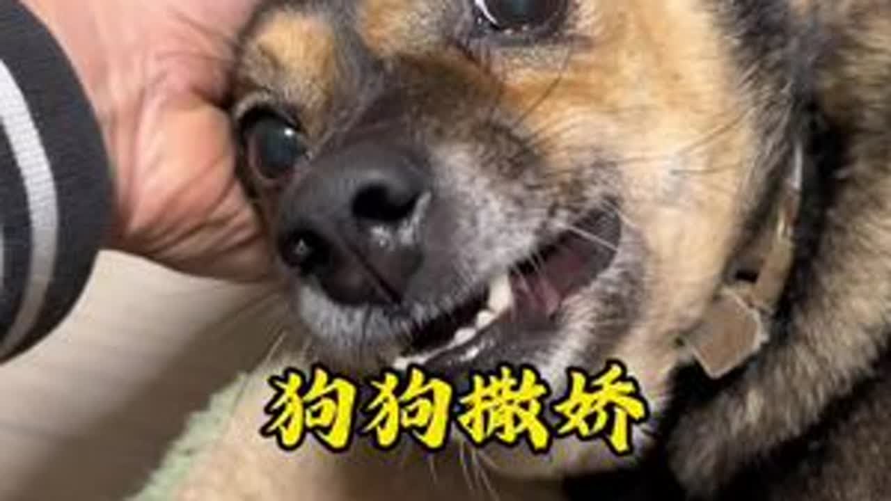 这个就是养狗人的快乐！