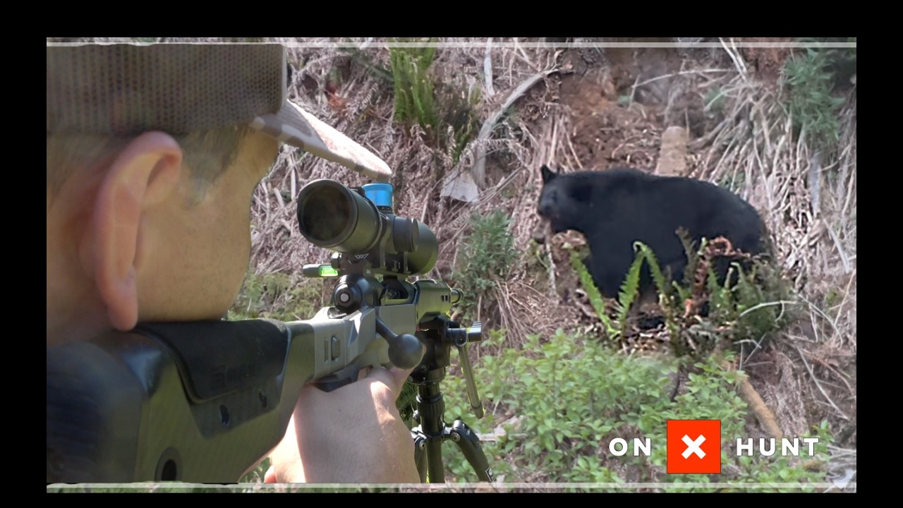 Весенняя охота на медведя в Орегоне - 6.5 PRC снова в деле!