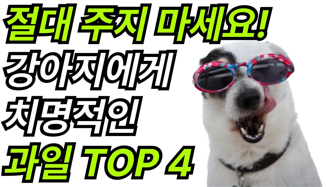 강아지, 이 과일 한 입에 병원 갑니다｜절대 금지 음식 TOP 4