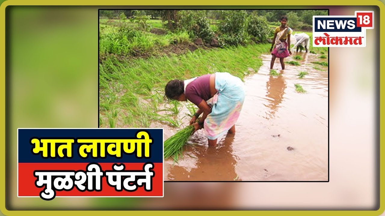 Pune : भात लावणी मुळशी पॅटर्न | 18 July 2019 | GAVAKADCHYA BATMYA