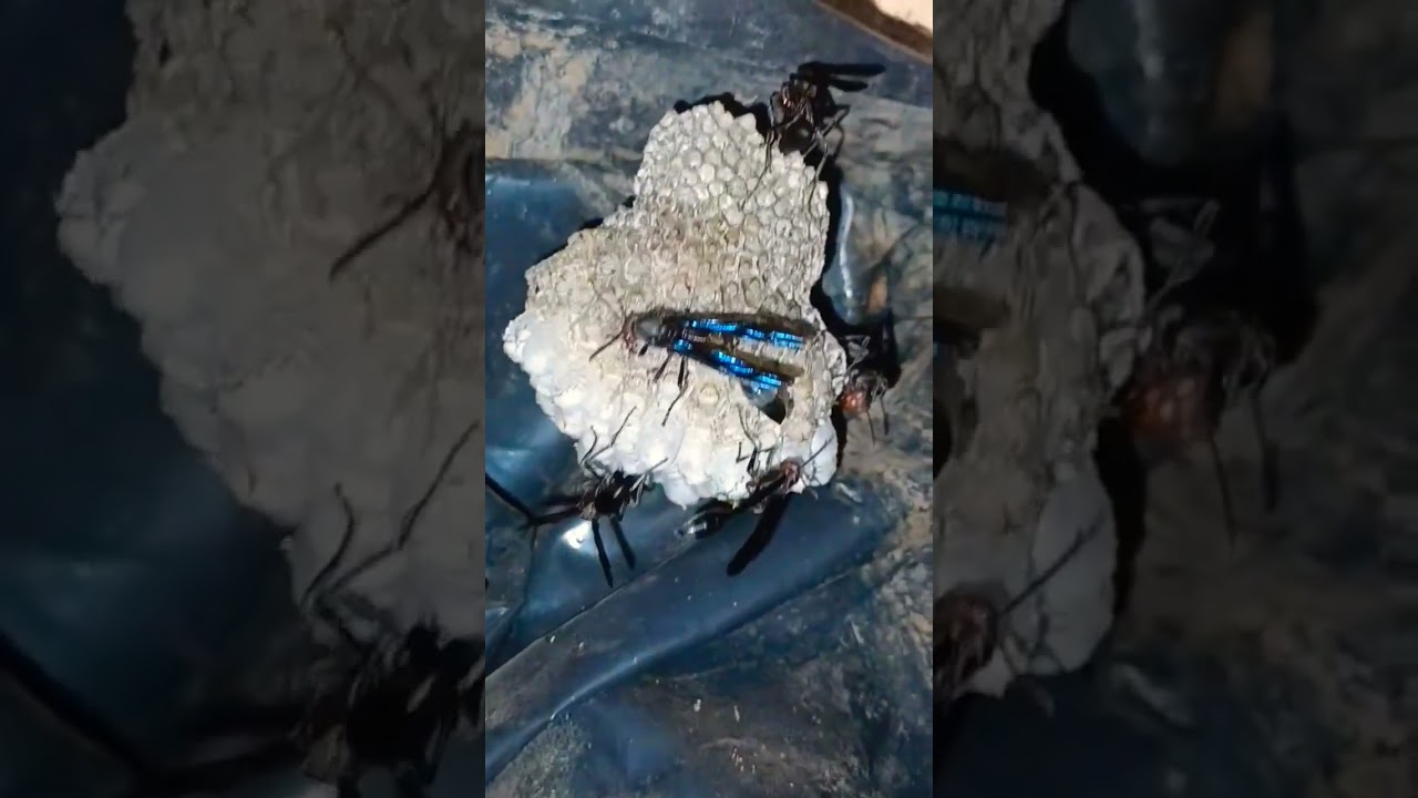 how my pet wasps groom feed larvae in nursery cells|mud dauber wasps