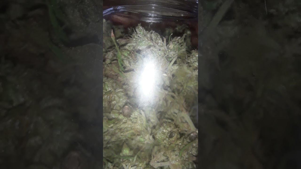 smooth weed now curring already dry