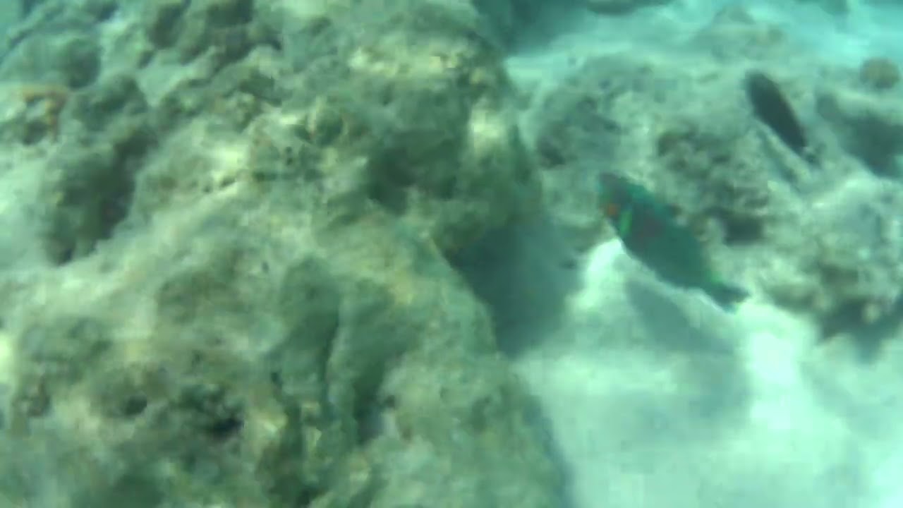 Reef Life at Michaelmas Cay | Fish Feeding of the Great Barrier Reef 🏝️