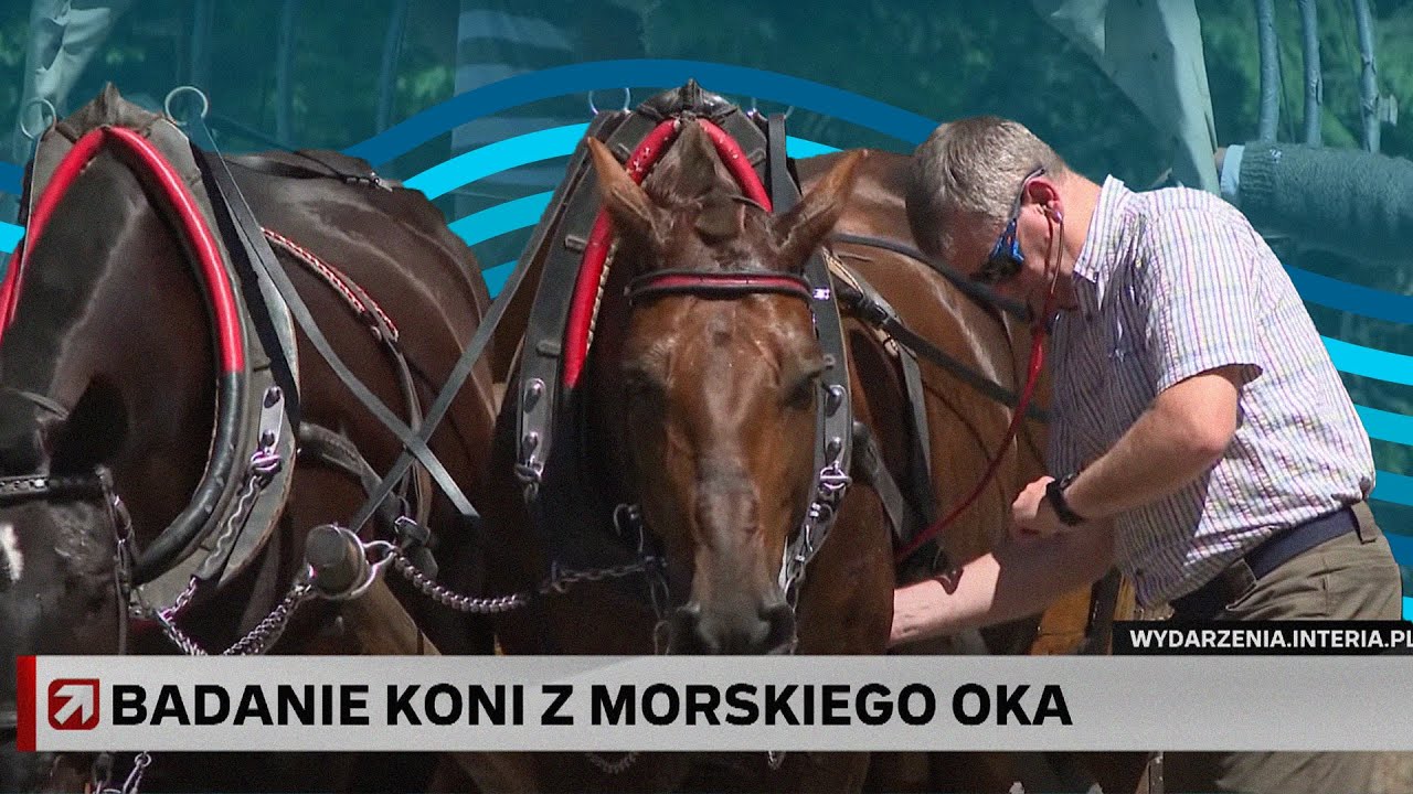 Nowy porządek na górskim szlaku. Konie pojadą krócej, wjeżdżają elektryki