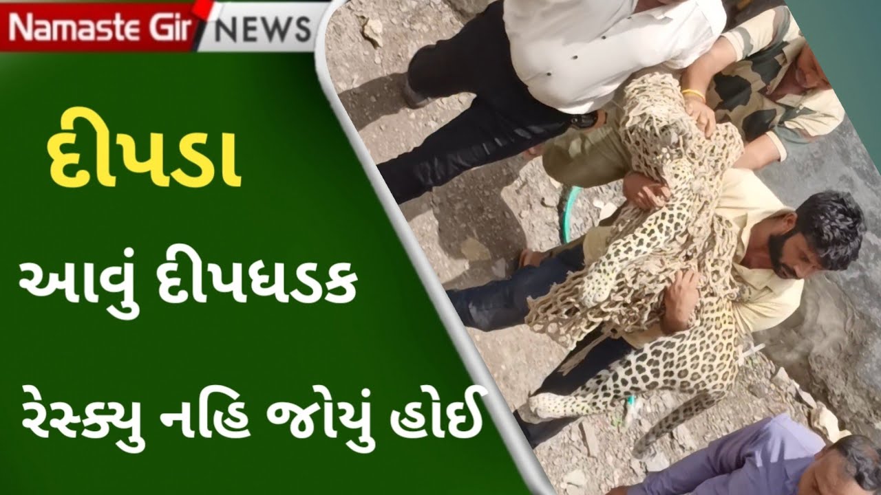 ફોરેસ્ટર પર હુમલો કરનાર દીપડા નું આવું દિલ ધડક રેસ્ક્યુ પહેલા નહિ જોયું હોઈ #Gir #Somnath #resque