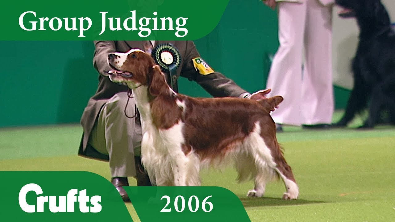 Welsh Springer Spaniel wins Gundog Group Judging at Crufts 2006