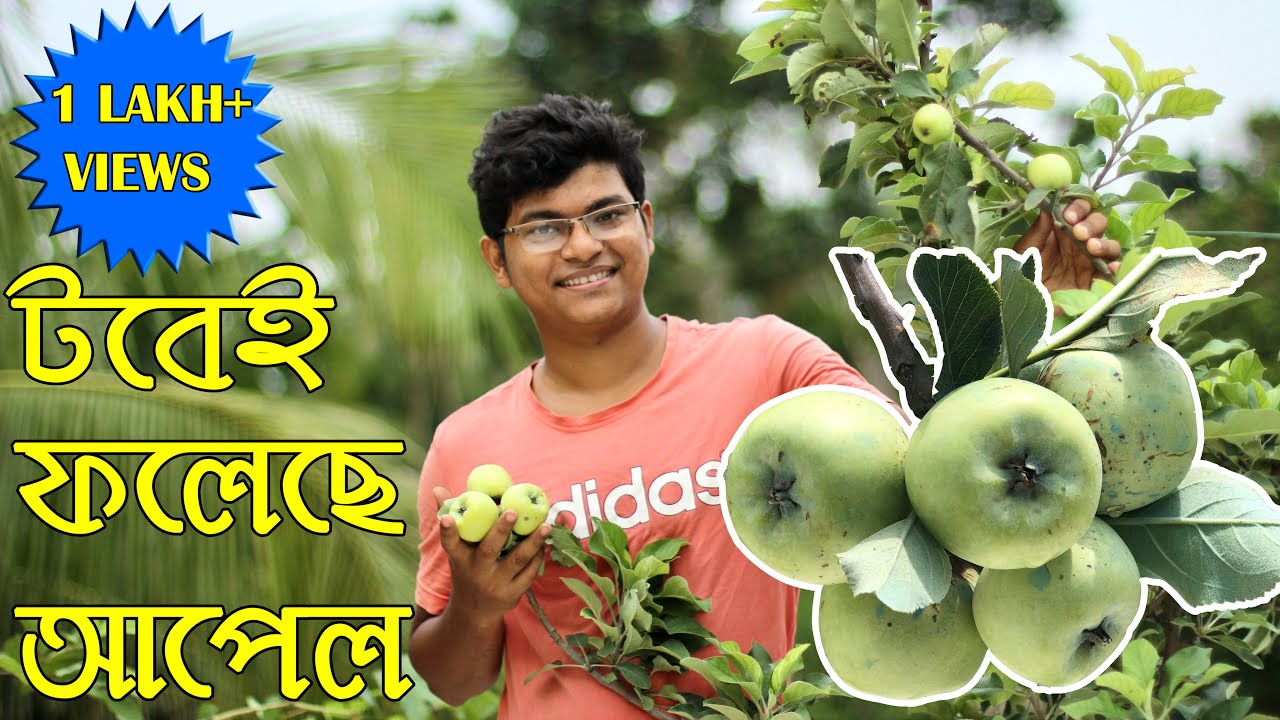 টবে আপেল গাছ কিভাবে করবেন | how to grow apple in container