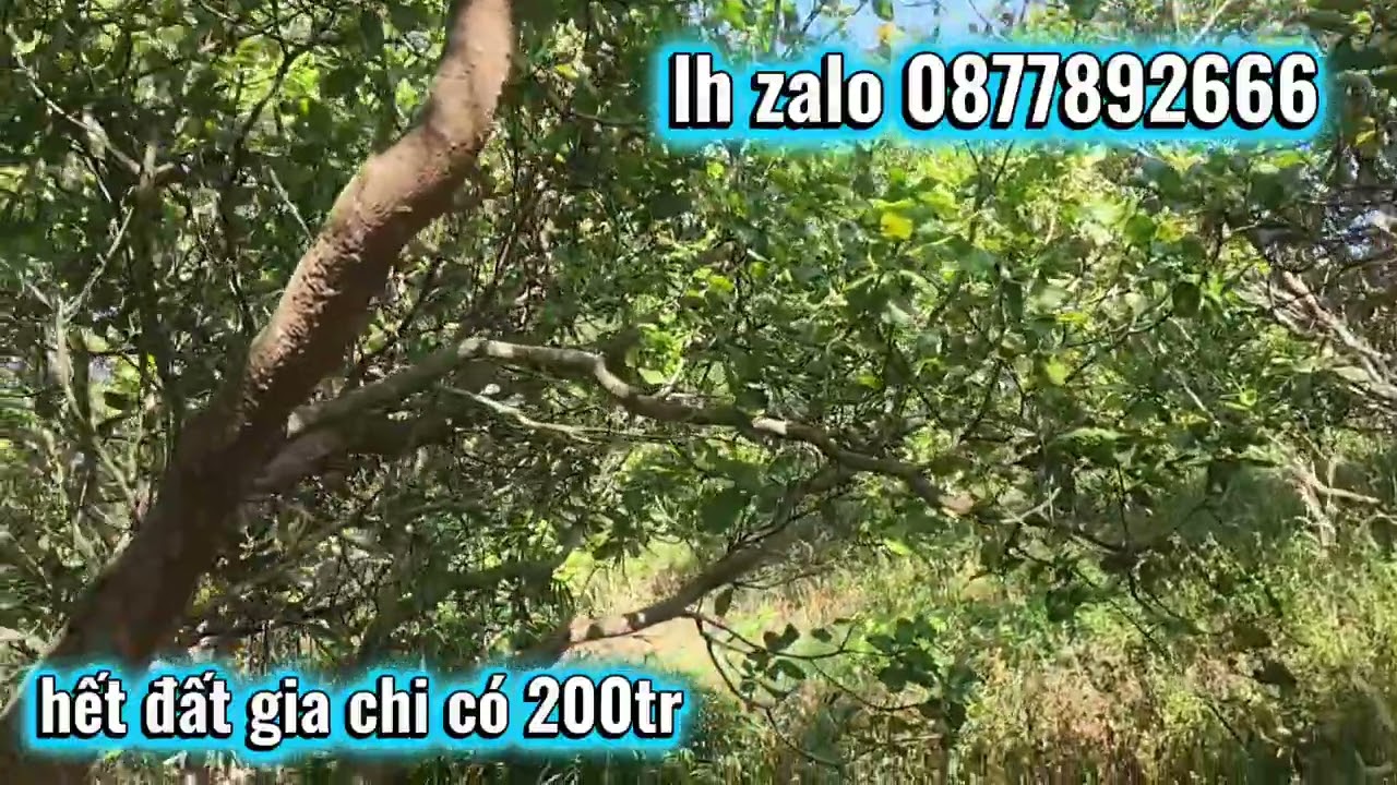 Nhượng Lô đất khoảng 2.2ha mà gia chi có 200tr hết ace quan tâm lh em 0338477737zlo 087789266