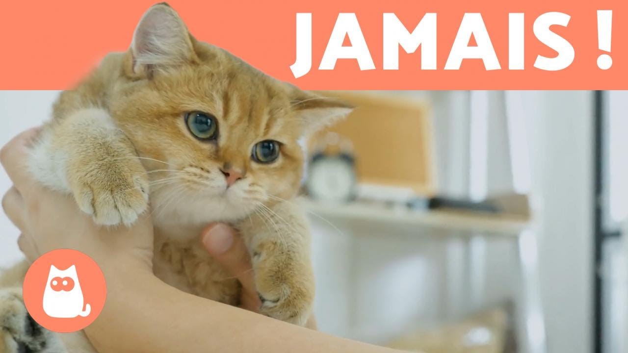 15 CHOSES que VOUS ne DEVEZ PAS FAIRE à votre CHAT 🐱