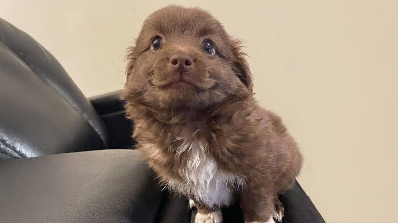 I Can&rsquo;t Get Enough of These Cute PUPPIES 🤣 Funniest Puppy Videos of 2026