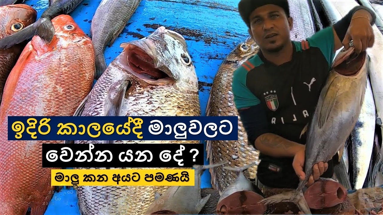 මාලුවලට වෙන්න යන දේ | මාලු මිල ඉහලට