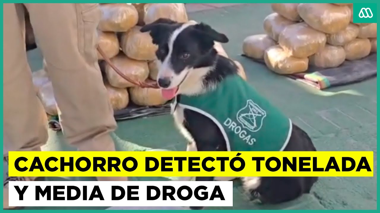 Carabineros logró millonaria incautación de droga gracias a cachorro: detectó tonelada y media