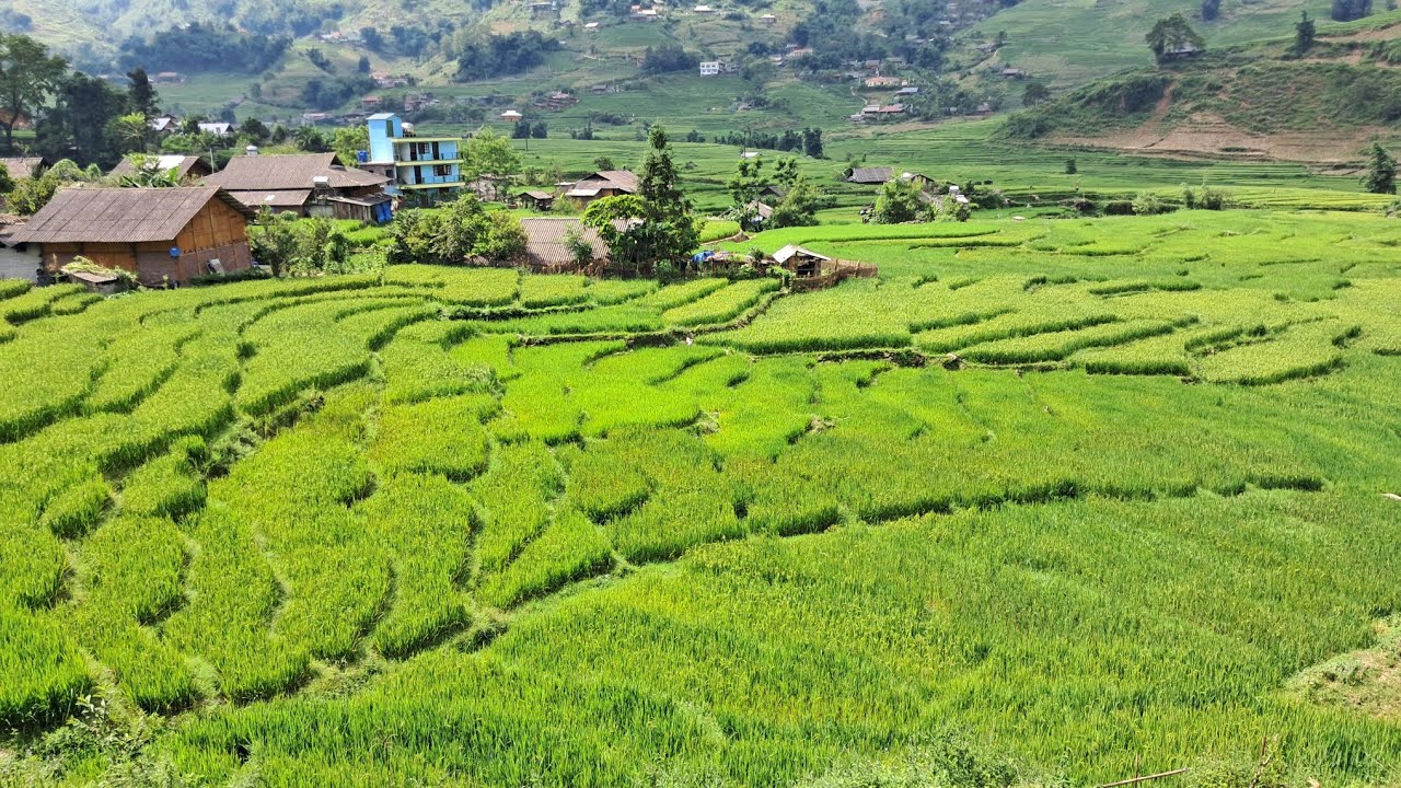 Dans les rizières de Sapa #9