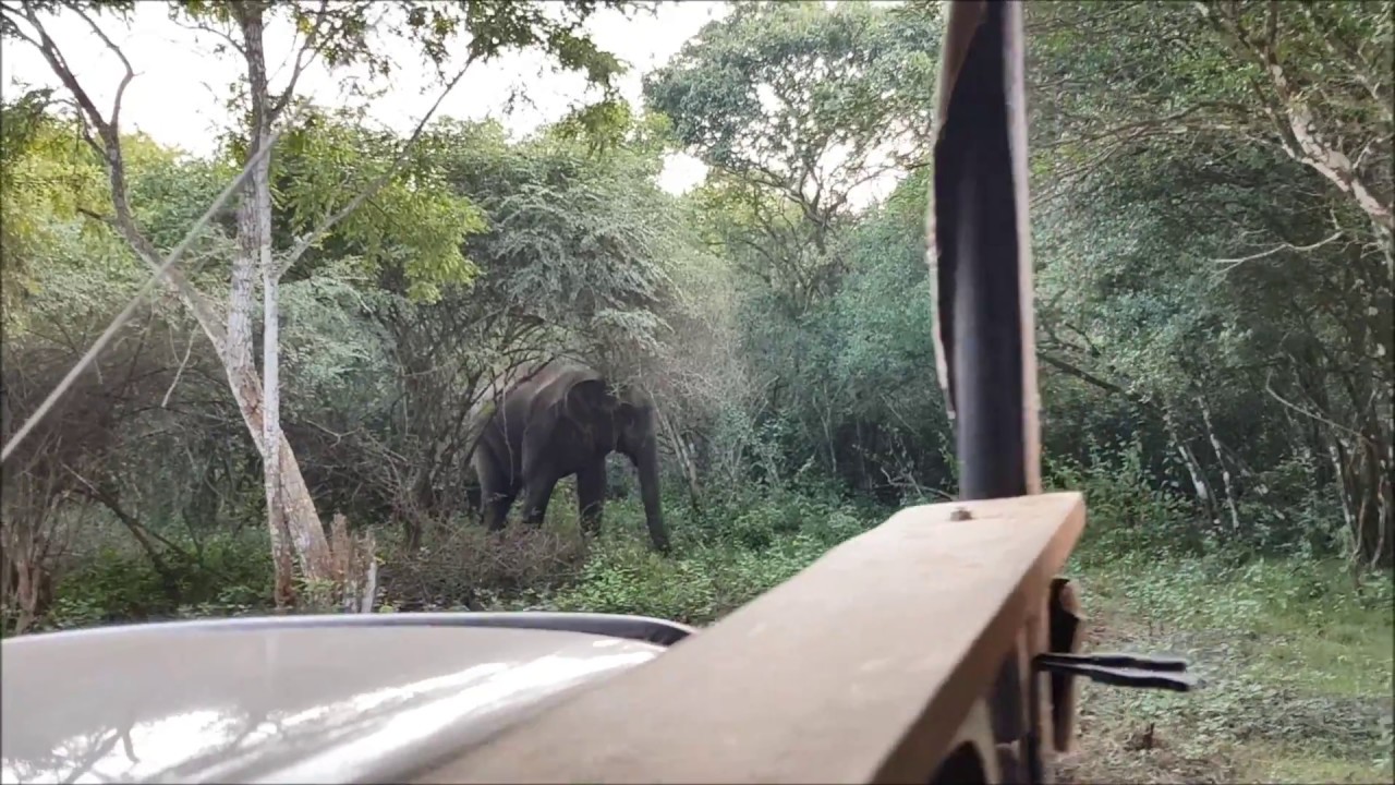 Safari at Wilpattu National Park Sri lanka