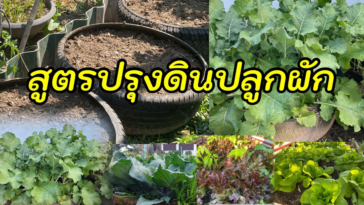 356 /สูตรปรุงดินปลูกผักในวงล้อรถยนต์หรือภาชนะอื่นๆ ปรุงแบบนี้ปลูกผักอะไรก็งาม/ ตั้มเกษตรพอเพียง