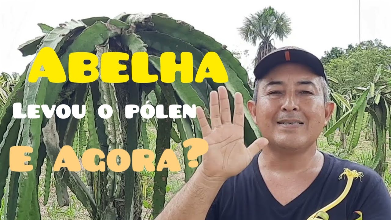 A ABELHA LEVOU O PÓLEN DA PITAYA E AGORA?
