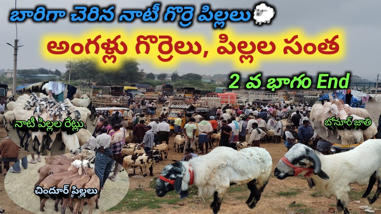 Angallu Sheep's market| అంగళ్లు సంత every Saturday Part.2 End | Mohan Crazy Vlogs
