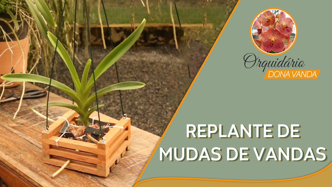 Replante de Muda de Vandas | Orquidário Dona Vanda