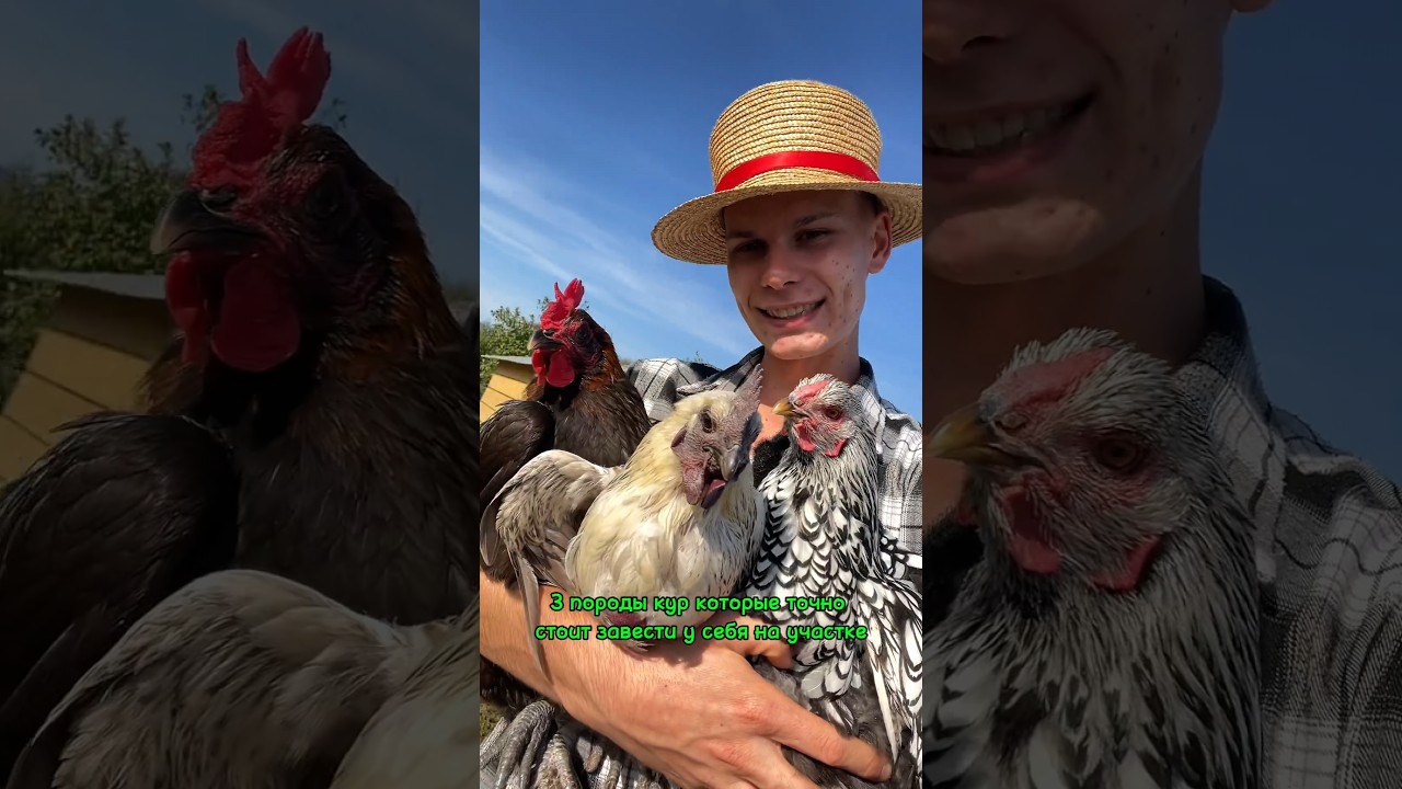 3 породы кур, которые стоит завести у себя на хоздворе 🐔