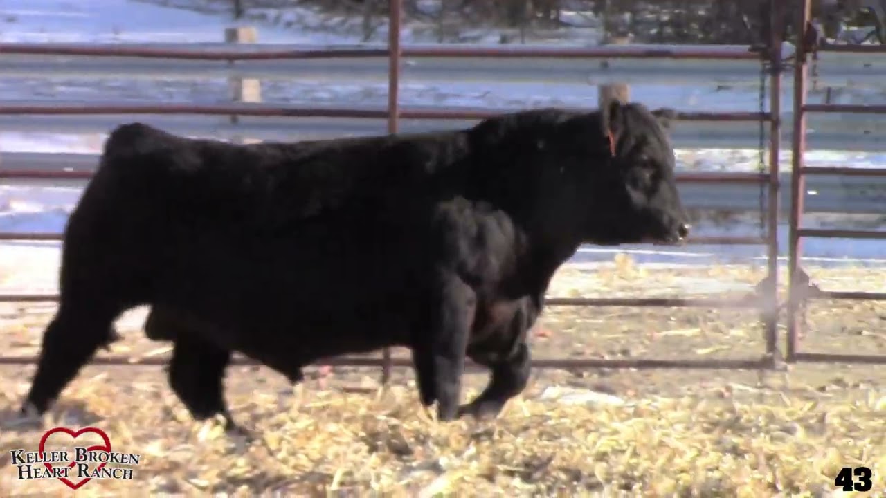 Lot 43
