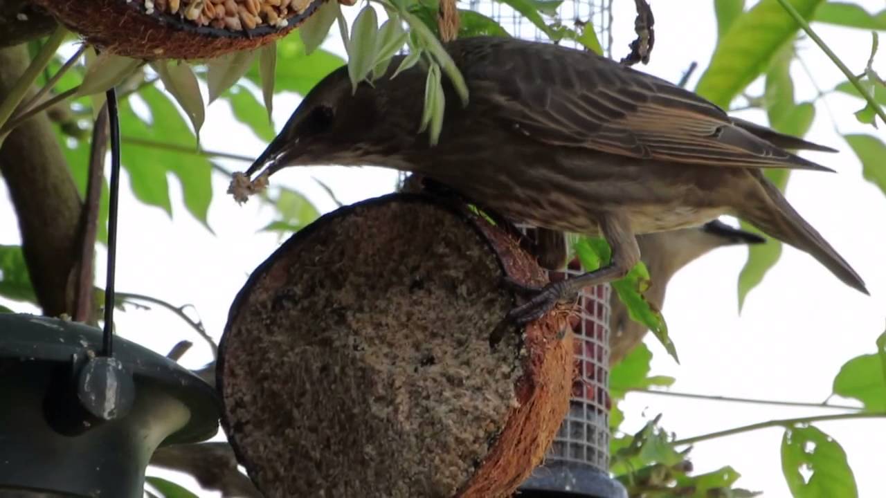 Young Starlings Feeding