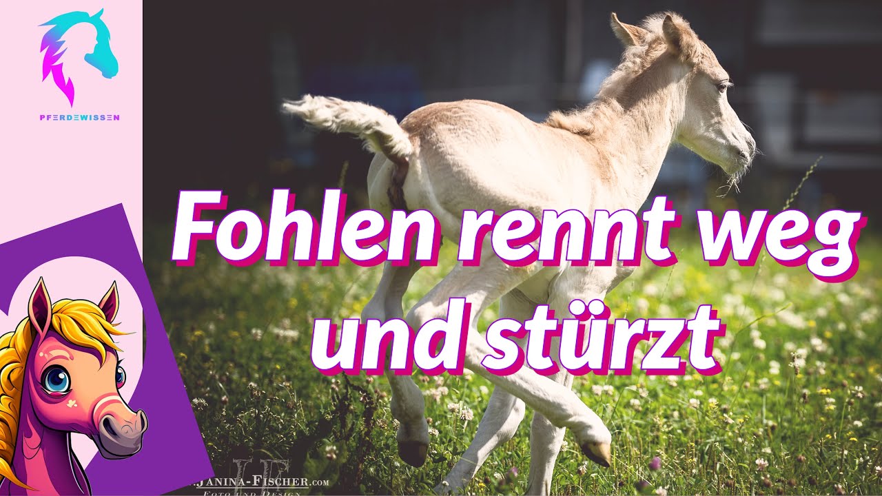 Fohlen rennt weg und stürzt 🐴