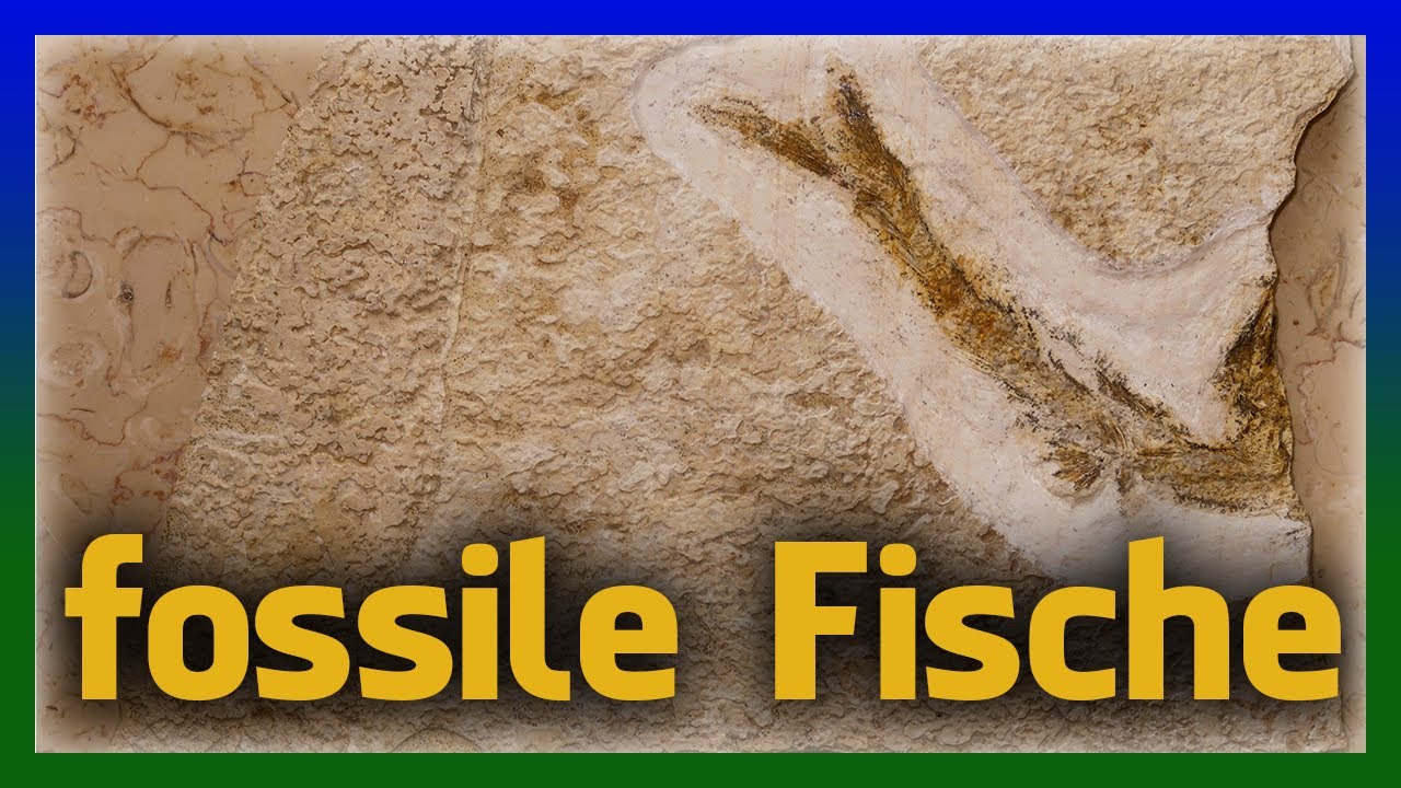 Versteinerungen finden im Altmühltal - Fossilien im Besuchersteinbruch