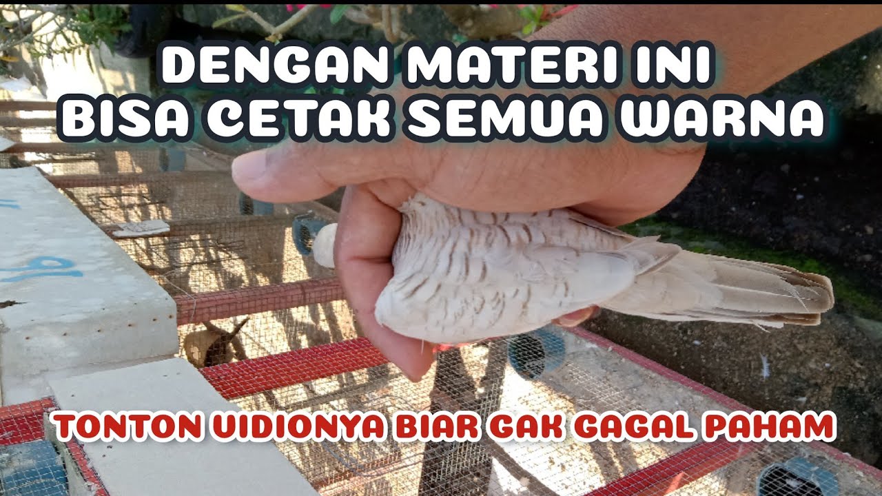 CARA CETAK  PERKUTUT MEGAMENDUNG #perkututgacor #perkututlokal