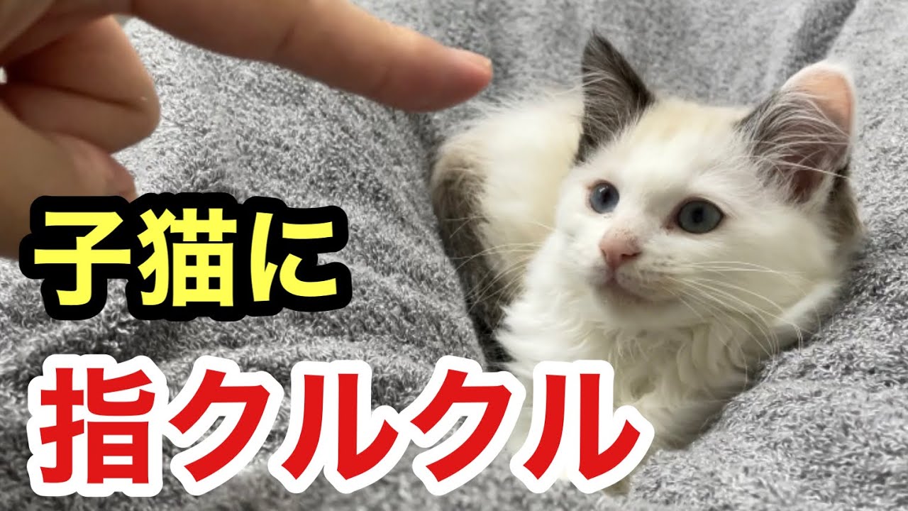 子猫に指をクルクルして催眠術をかけたらこうなりました、、、