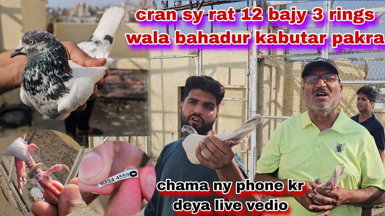 Cran sy raat 12 bajy kise ka 3 ring pari bahadur kabutar pakar leya😯chma or chachu phone kia yaha ni