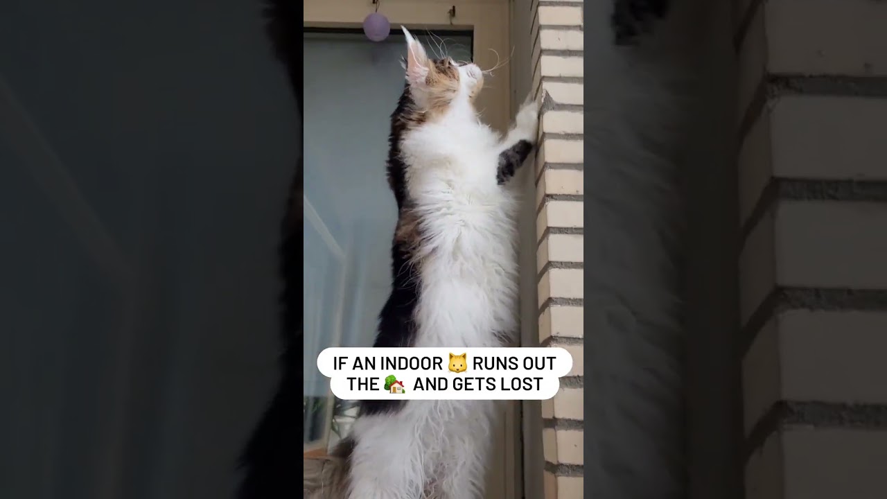 Cat Tip for Lost Cats