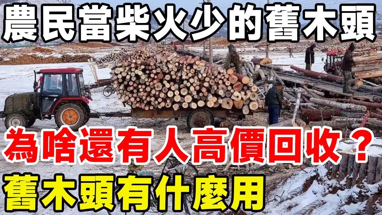 被農民當柴火少的舊木頭，為啥還有人高價回收？ 舊木頭有什麼用#科普 #科普頻道