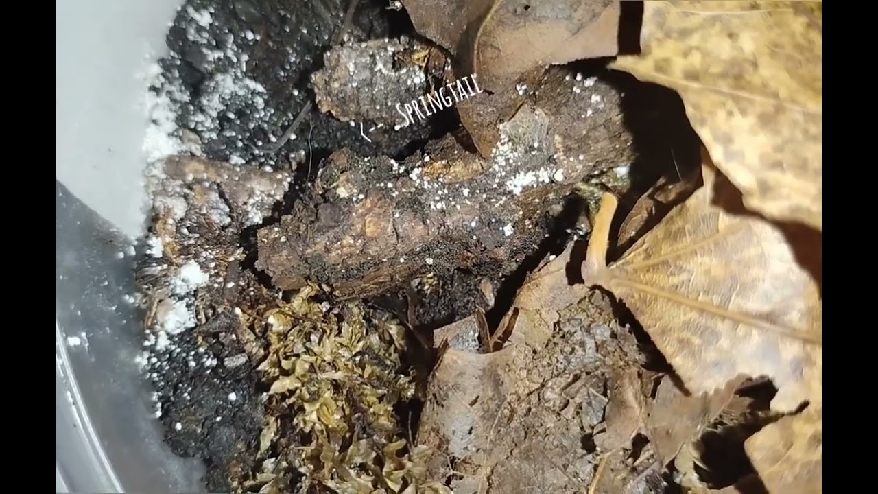 Vallonia Pulchella showcase